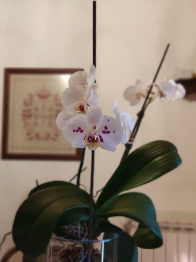 Covide Casa Padre Alexandreゲストハウス エクステリア 写真